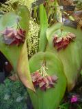 Pleurothallis teaguei "Oh My God".