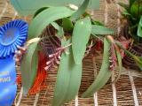 Pleurothallis strupifolia.