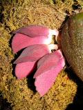 Bulbophyllum orthosepalum