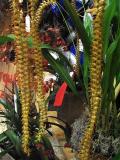 Dendrochilum cobbianum