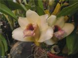 Bifrenaria harrisoniae