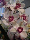 Cymbidium