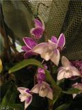 Dendrobium