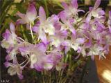 Dendrobium