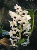 Dendrobium