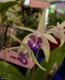 Dendrobium Saphire