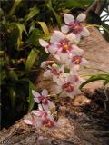 Sarcochilus.