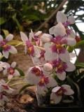 Sarcochilus.