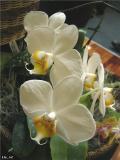 Phalaenopsis Culiacan X Hawaiian Gem