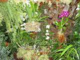 orchids_dendrobiums_Stanhopea_tigrina