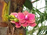 Phalaenopsis_sp_red