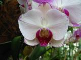 Phalaenopsis_sp_white