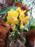 Phalaenopsis_sp_yellow