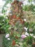 Phalaenopsis_tree